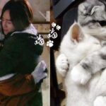 Person hugging cat, two kittens embracing
