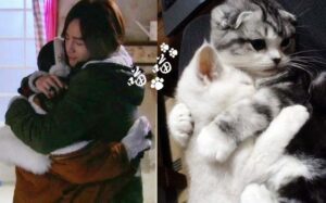 Person hugging cat, two kittens embracing