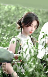 Woman picking tea leaves in field.
